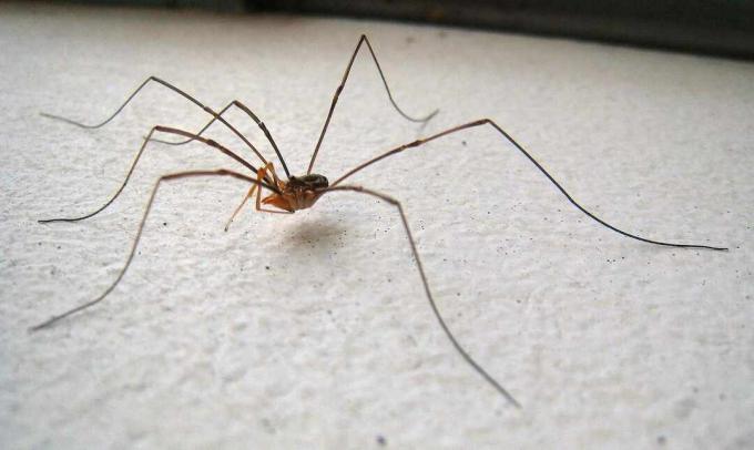 Harvestman su uno sfondo bianco.