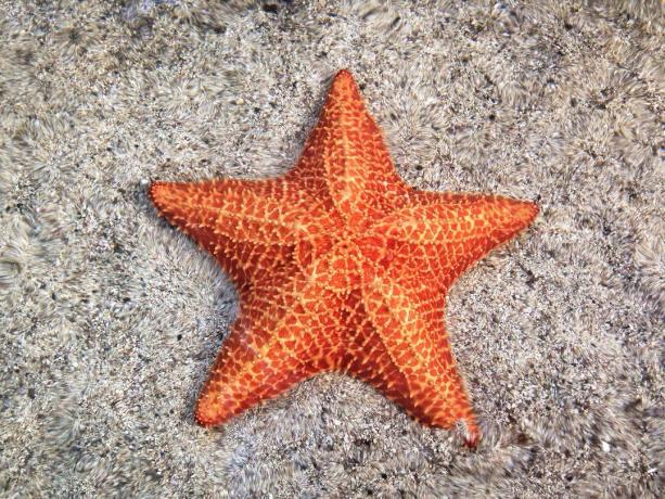 Primo piano delle stelle marine arancioni sulla sabbia