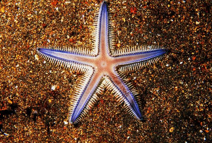 Galapagos, primo piano di seastar sulla sabbia colorata.