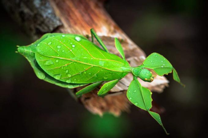 Insetto di foglia verde appollaiato su un ramo.