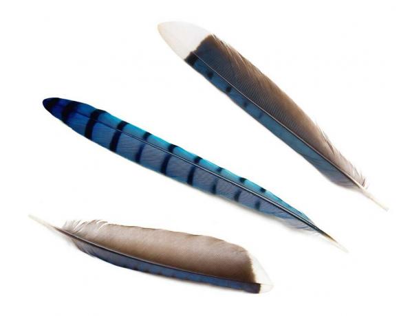 Piume di ghiandaia blu