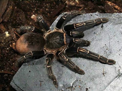 Tarantola di zebra costaricana (Aphonopelma seemanni)