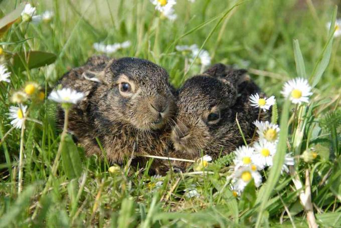 Giovani jackrabbits dalla coda nera