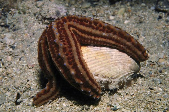 Stella marina che mangia un bivalve