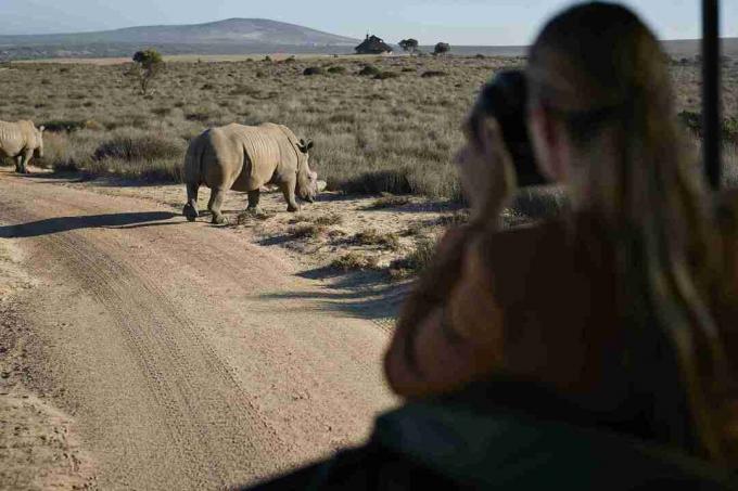 Coppia in viaggio safari con guida turistica, scattare foto di rinoceronti dal veicolo 4x4