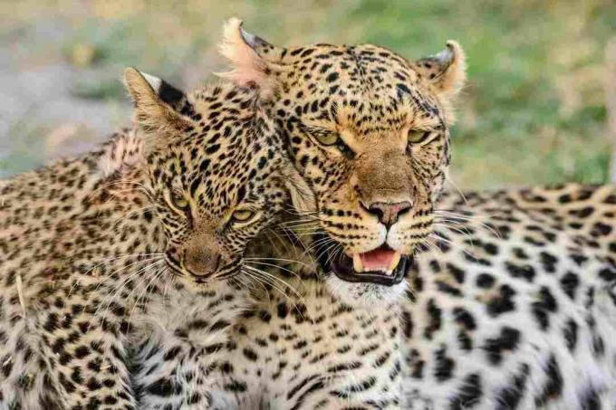 Ritratto di leopardo con cucciolo di leopardo, Botswana
