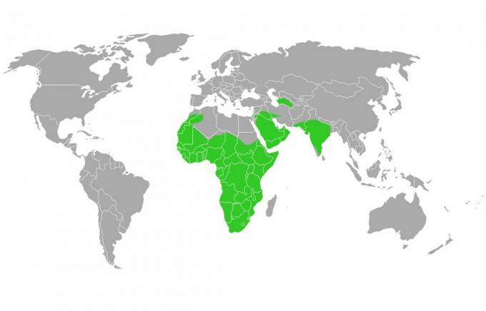 Distribuzione del tasso di miele.