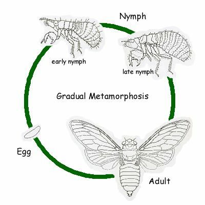 La cicala periodica è emimetabolo, un insetto con graduale metamorfosi.