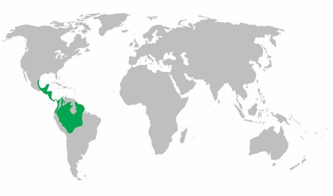 Mappa della distribuzione delle scimmie ragno