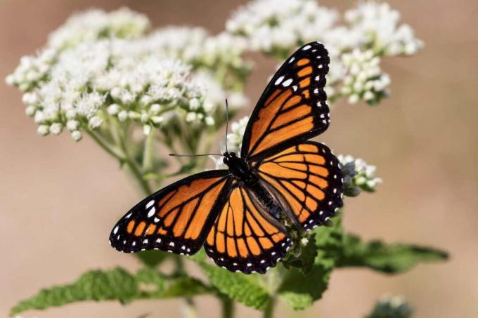 Una farfalla del viceré si ferma su un fiore selvatico, spiegando le sue ali.